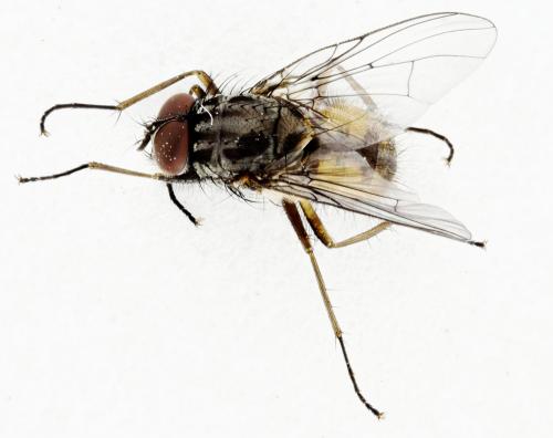 Réf. 336 521 : Phaonia subventa